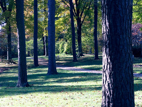 autumn kentucky arboretum bernheimforest