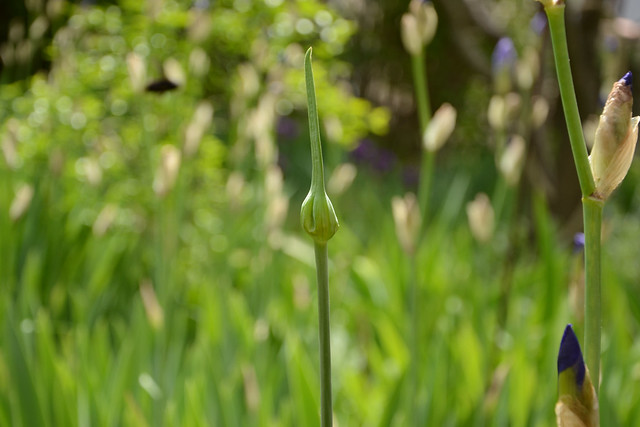 Allium polyanthum - ail à fleurs nombreuses 26788999667_fceb05a8f2_z