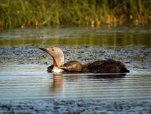 Red throated loon with young