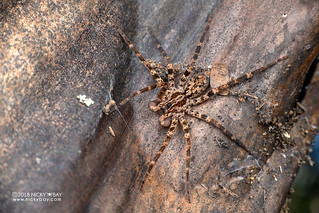 Wandering spider (Vulsor sp.) - DSC_7491