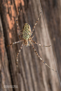 Hermit spider (Nephilingis livida) - DSC_7047