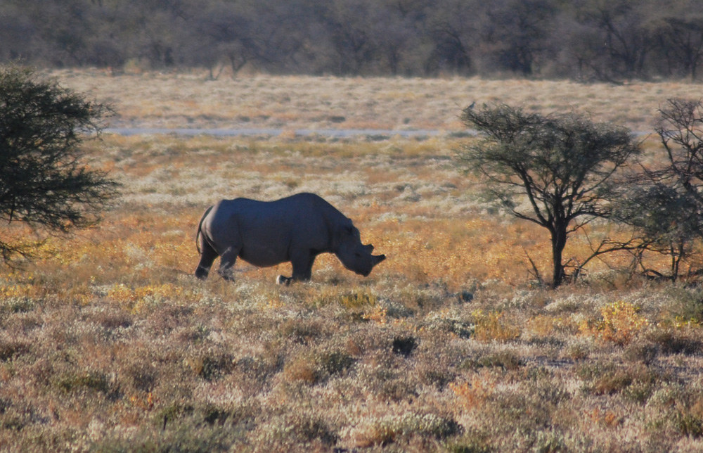 black-rhino-etosha