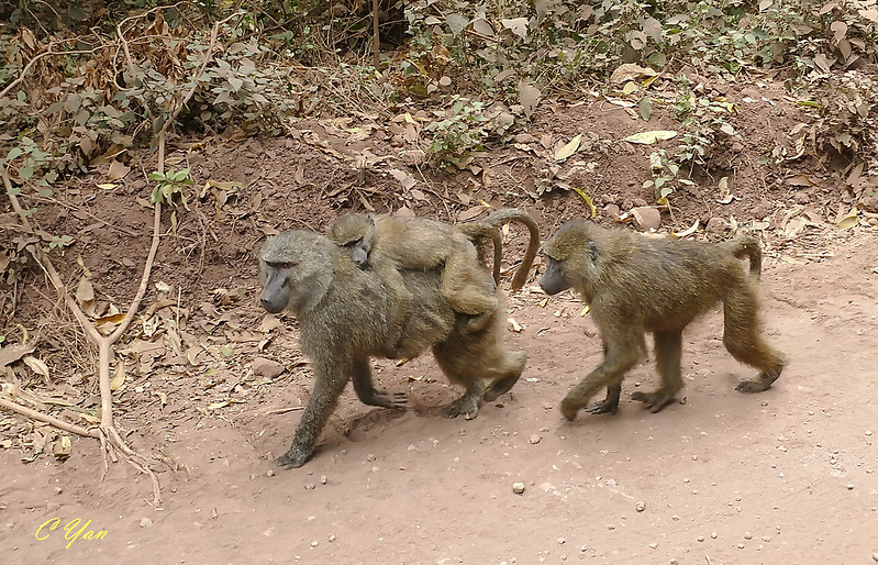Kenya-Tanzania (Animal 1)