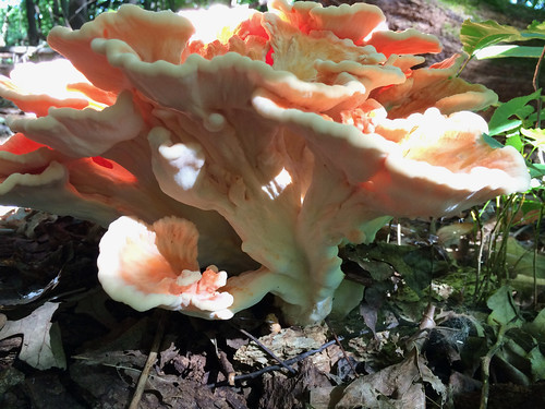 Mushroom Chicken of the Woods