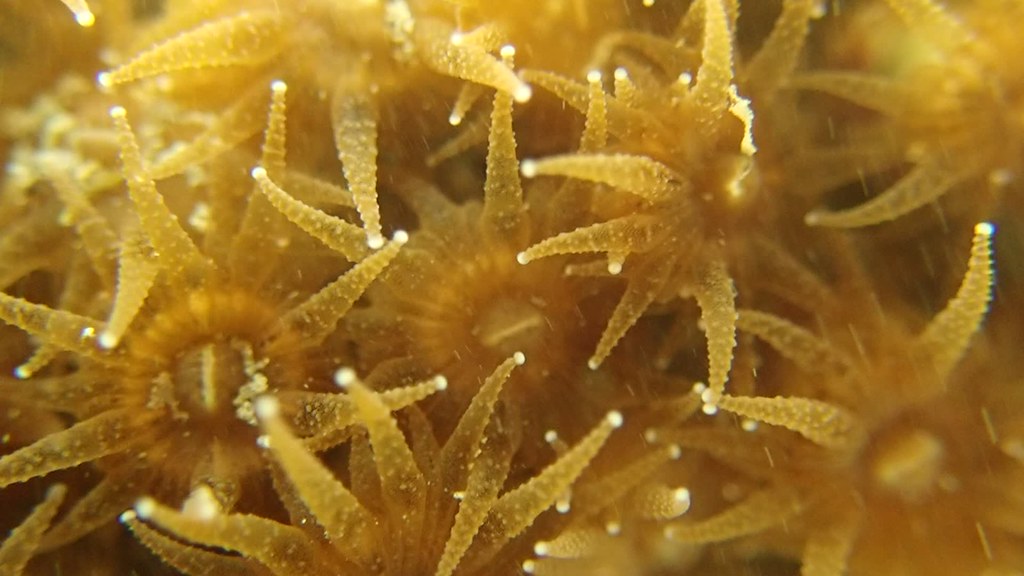 台灣本島第一筆「小丘多彩海蛞蝓」紀錄出現在大潭藻礁