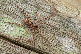 Wandering spider (Vulsor sp.) - DSC_6700