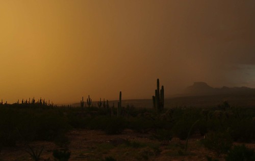 2016 arizona cacti desert flickr gps landscapes mountains pinalcounty saguarocactuscarnegieagigantea sanpedrorivervalley sunsets usa unitedstatesofamerica
