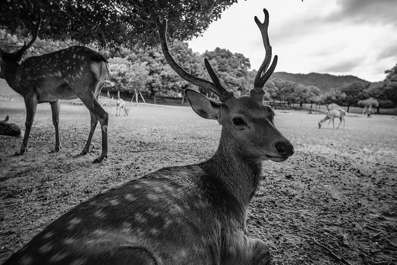 Deers in NARA Park