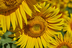 Field of sunflowers - Photo of Castelnau-Valence