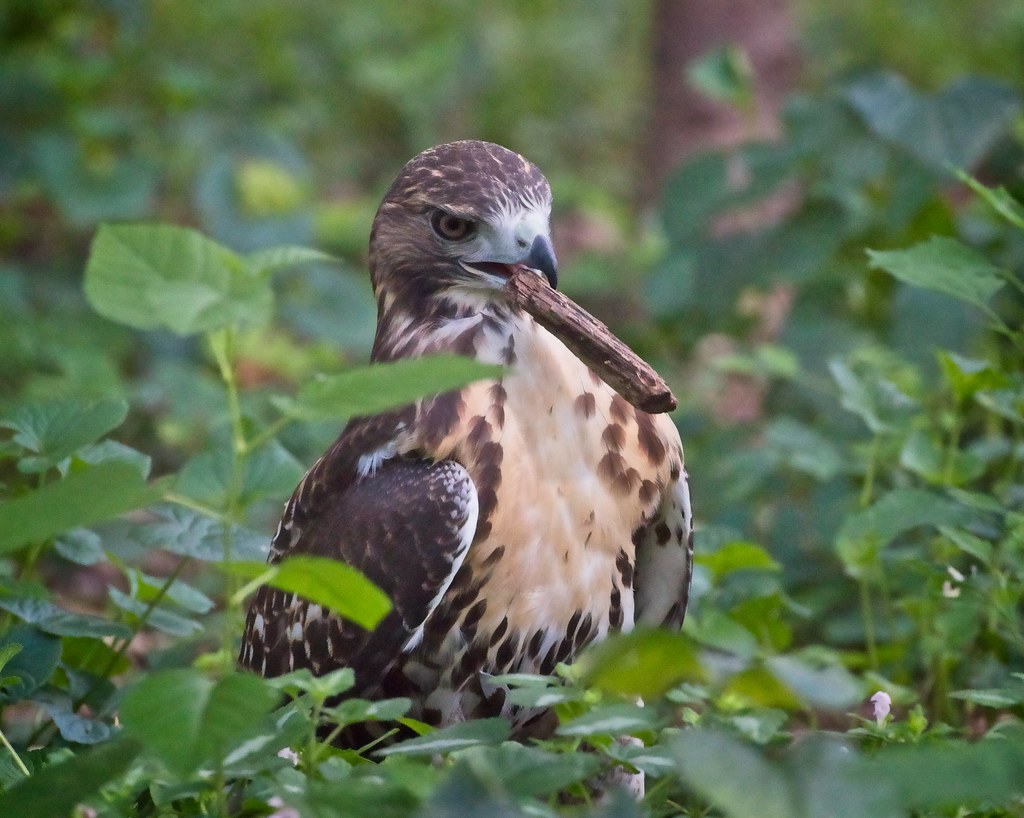 Tompkins red-tail fledgling playing with wood