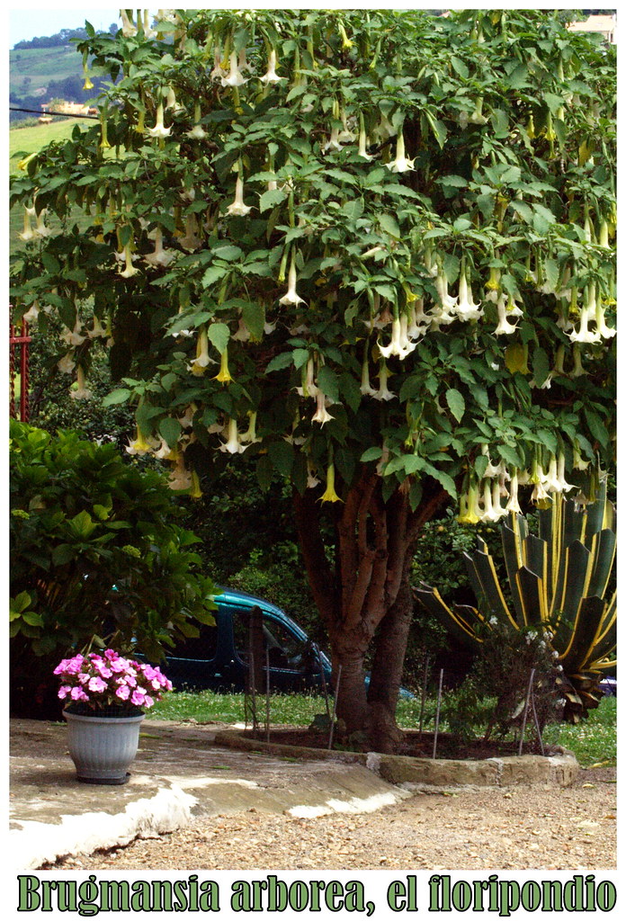 Brugmansia arborea,
