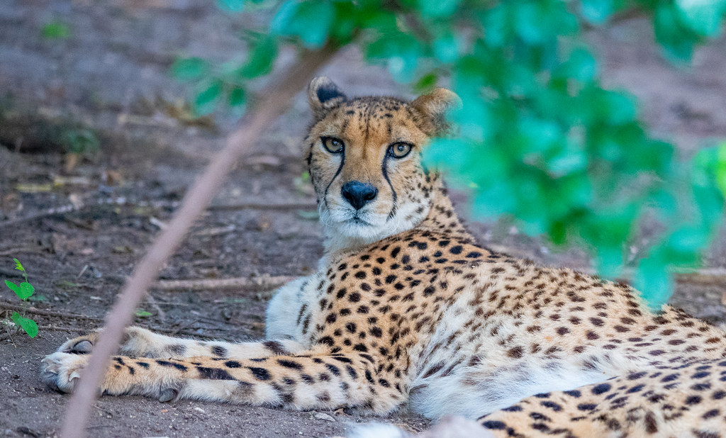 Cheetah_2