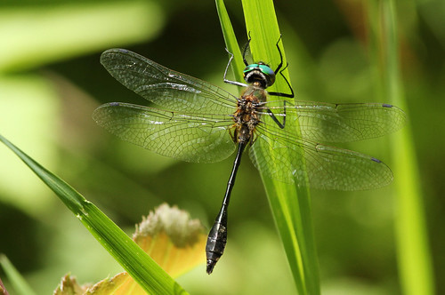 rackettailedemerald dorocordulialibera mercer wisconsin turtleflambeauflowage summer dragonfly upnort erikstabl