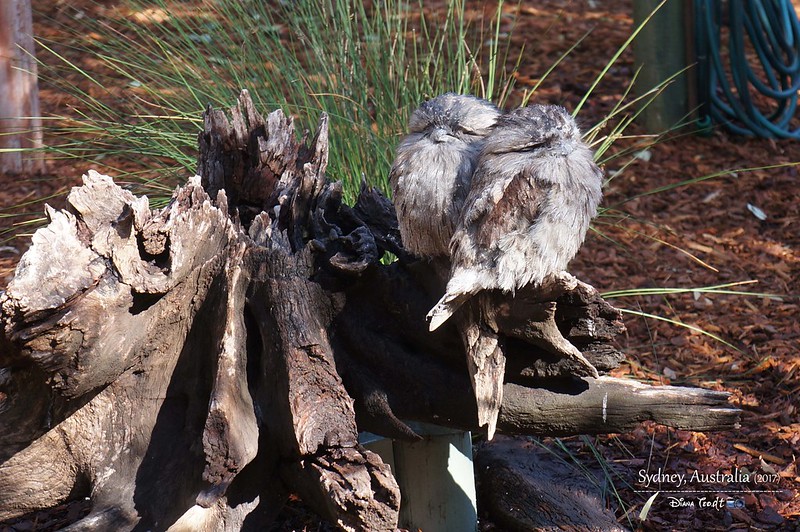 Sydney Featherdale Wildlife Park 05-1