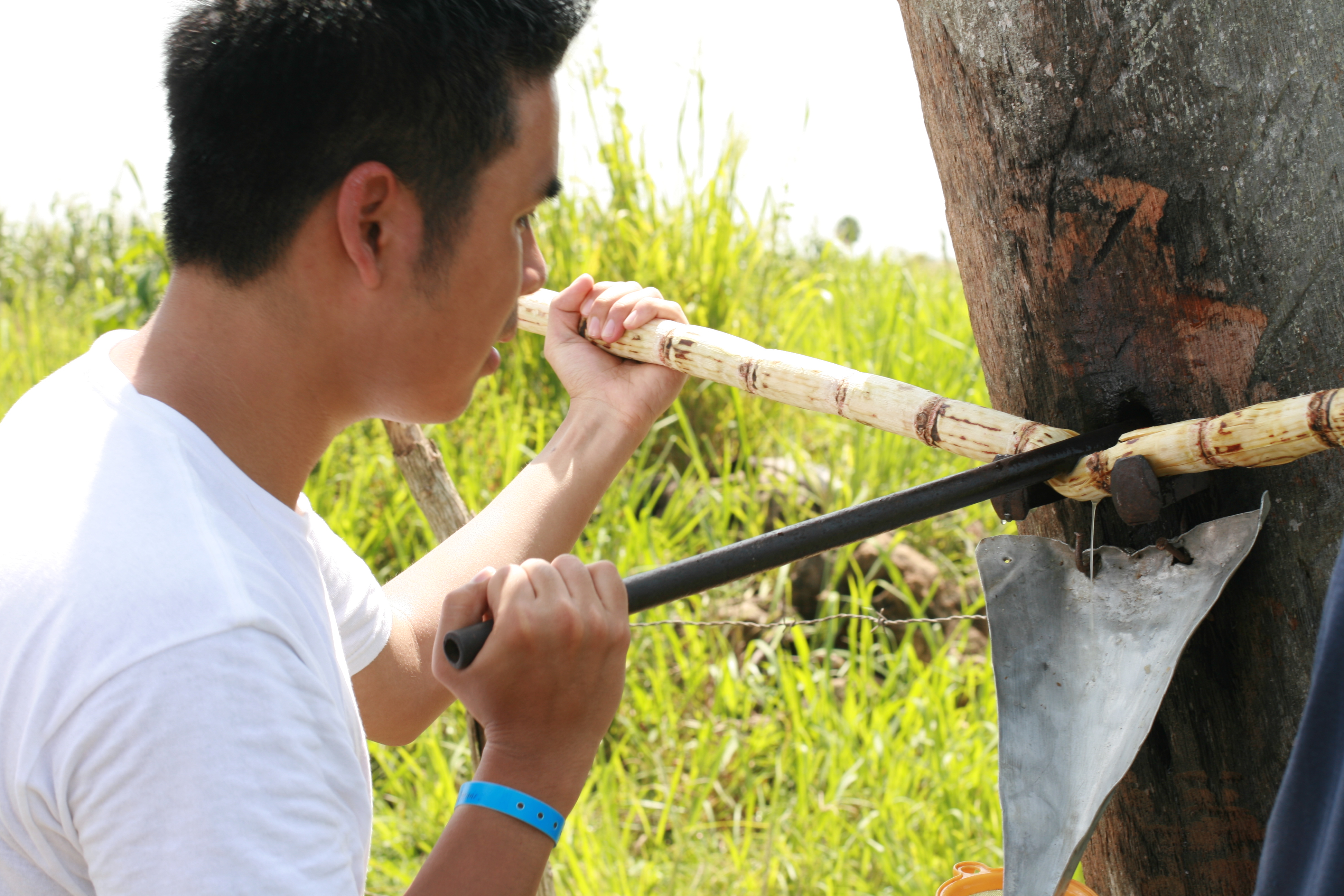 Manually extracting juice from sugarcane. Photo taken on August 1, 2007.