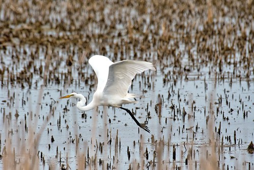 highway 49 horicon marsh national wildlife refuge waupun wisconsin great egret in flight wi bird heron robert kramer