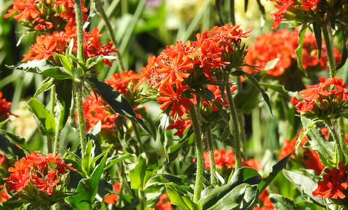 plant flowers maltesecross ellisbirdfarm