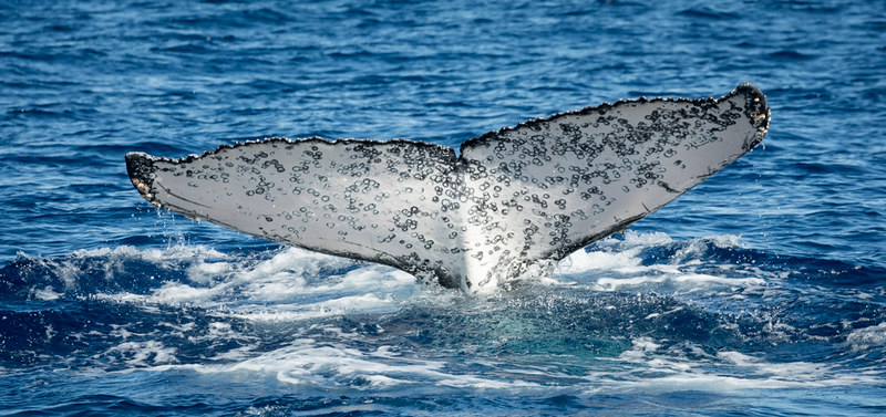 Mily, baleine à bosse dont la caudale a permis l'identification par http://globice.org/