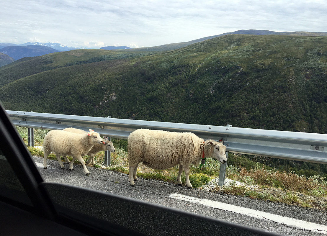 Sheeps on the road