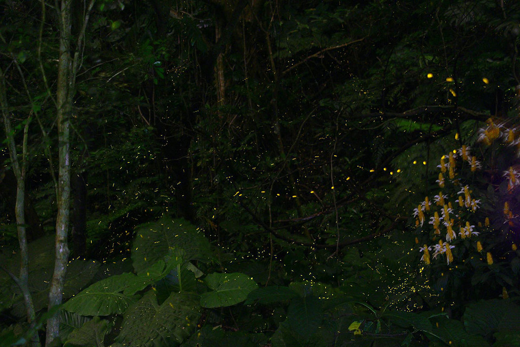 Fireflies20180427_2