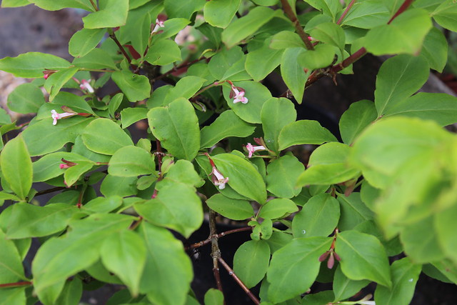 Linnaea (Abelia) umbellata