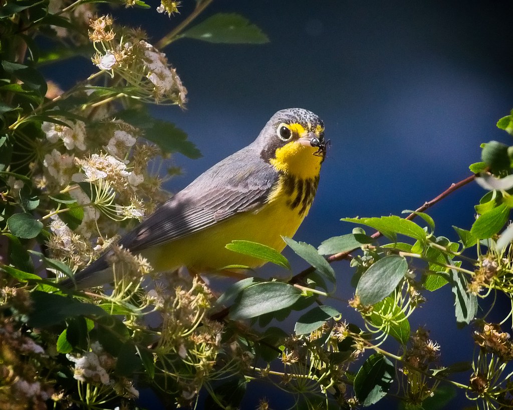 Canada warbler with an ant