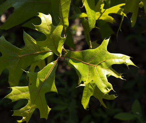 vmnbwp512 va vanative plants hamamelididae fagales oakquercus beechfagaceae flickr zuni virginia unitedstates