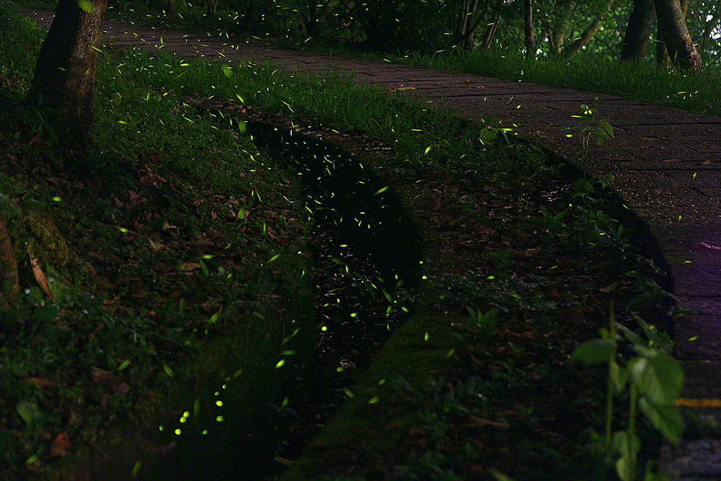 Fireflies20180429_7pv