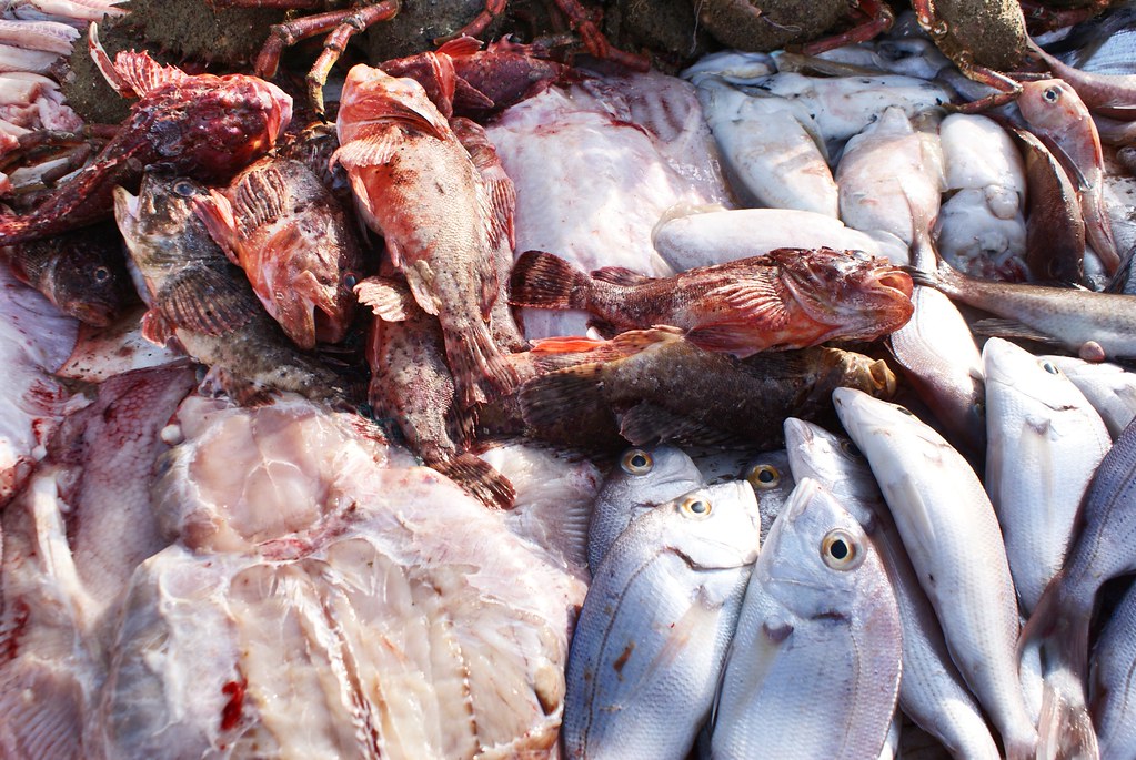 Etal de poisson aux pieds des remparts, si vous avez la flemme d'aller jusqu'au marché de la jetée d'Asilah.