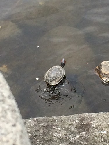Red eared slider, Suffolk County, MA