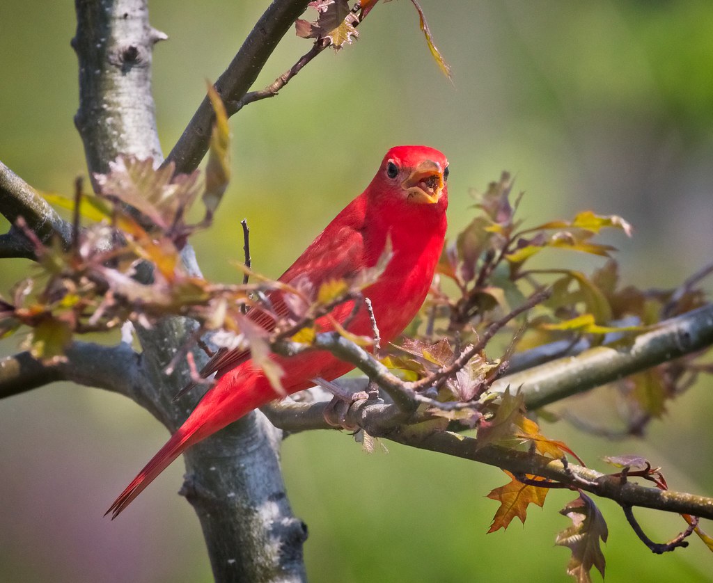 Summer tanager
