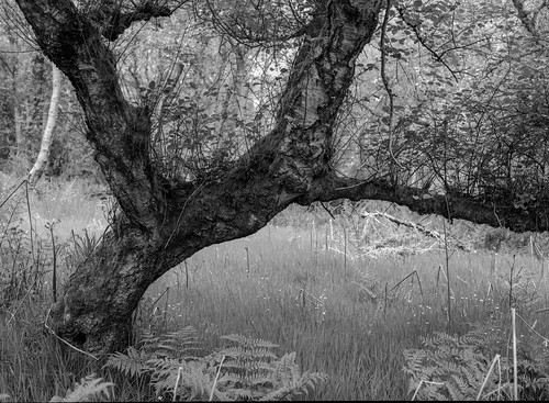 ancient woodland trees black white bw mediumformat rural northeast landscape acros ddx mamiya hawthorn