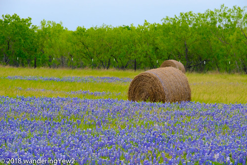fujixpro2 texas texaswildflowers bluebonnet flower haybale wildflower caldwellcounty