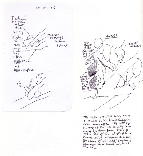 Sketchbook #113: Hummingbird Nest
