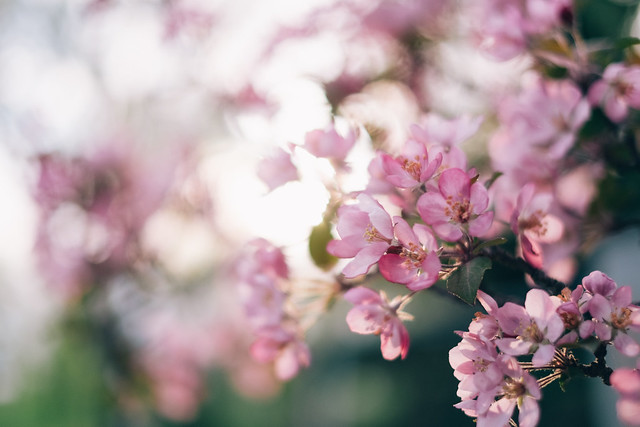 Cherry Blossoms - YYC-4