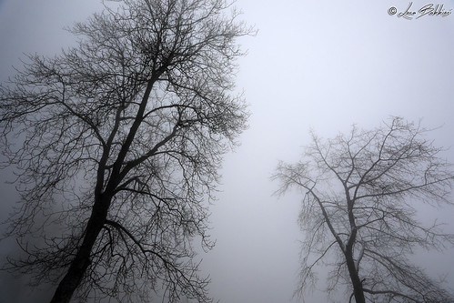 fog tree nebbia alberi trentinoaltoadige canoneos5dmarkiv ef1740mmf4lusm