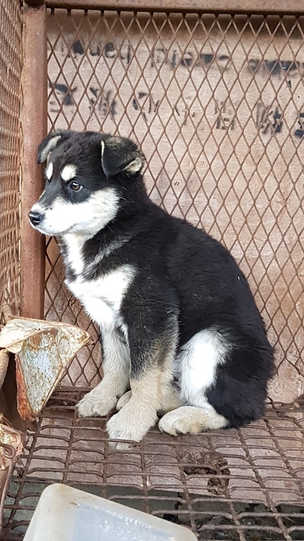 Busan KAPCA Yangsan Dog Farm Rescue Update