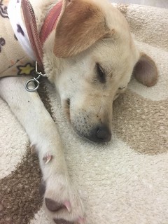 Busan KAPCA Yangsan Dog Farm Rescue Update