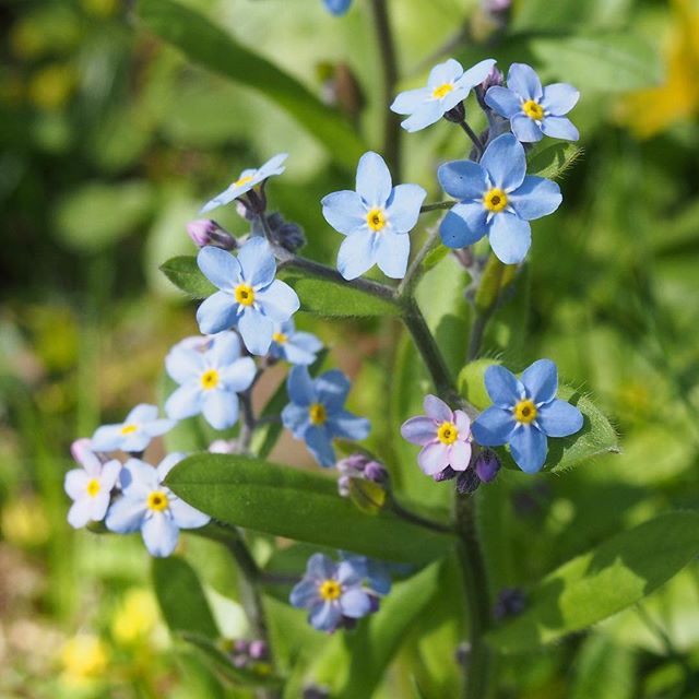 Teensy blue flowers in our backyard