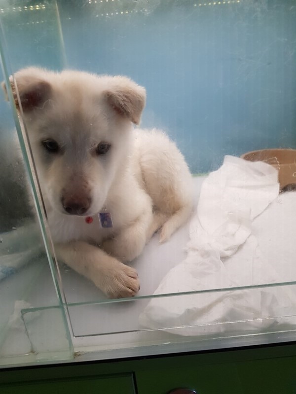 Busan KAPCA Yangsan dog rescue available for adoption