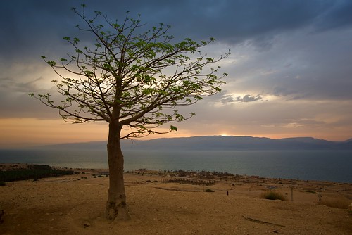 israel deadsea sunrise baobabtree