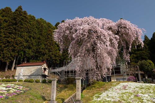 松雲寺観音しだれ桜 桜 福島県 一本桜 cherryblossoms fukushima weepingcherrytreeofshounjitemple landscape nature japan 2018