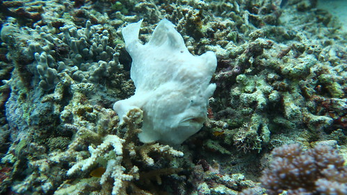 frogfish philippines photography scubadiving sierramadredivers underwater