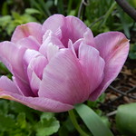 Tulip rosy
