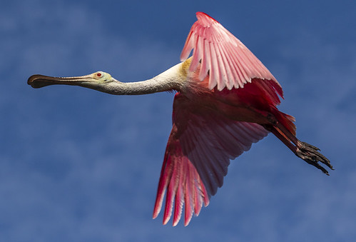 alligatorfarm florida staugustine babies birds chicks flying nesting rookery wadingbirds spoonbill roseatespoonbill