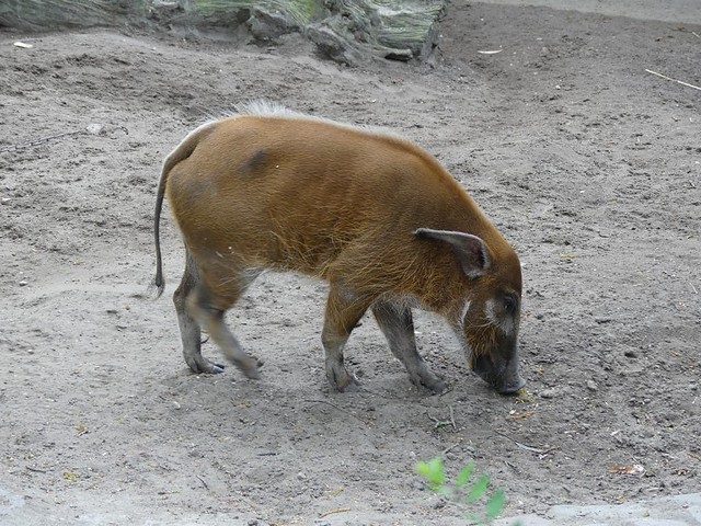 Pinselohrschwein, Zoo Berlin