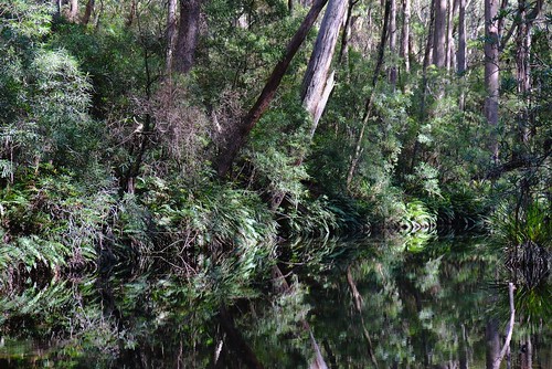australia nsw national park monga buckenbowra wilderness mongarloweriver corn trail bush reflections fuji fujixt2