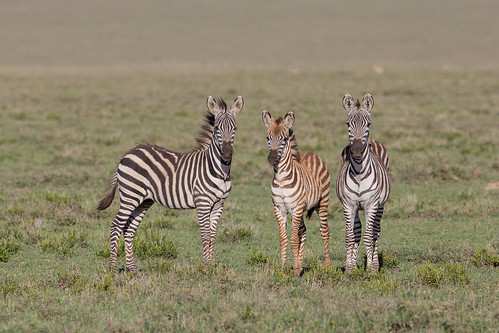 africa ascilia equusquaggaburchellii namiriplains serengeti tanzania baby dazzle family foal migration nature safari trio wildlife zebra shinyangaregion coth ngc