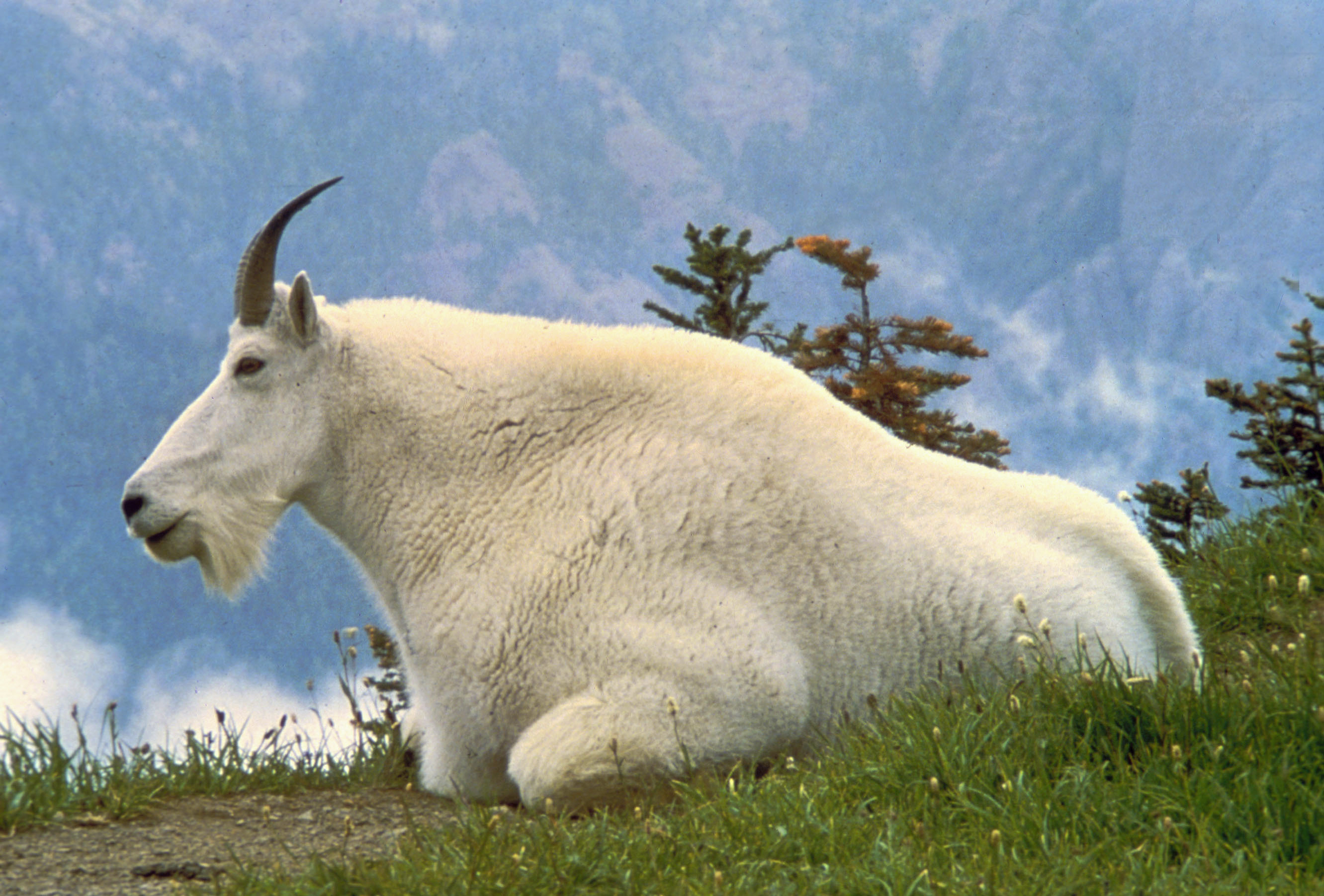 The Mountain Goat (Oreamnos americanus) is the official symbol of Glacier National Park, Montana.
