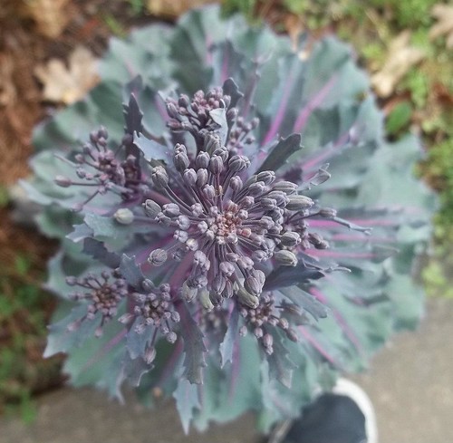 plant purple gray georgia usa